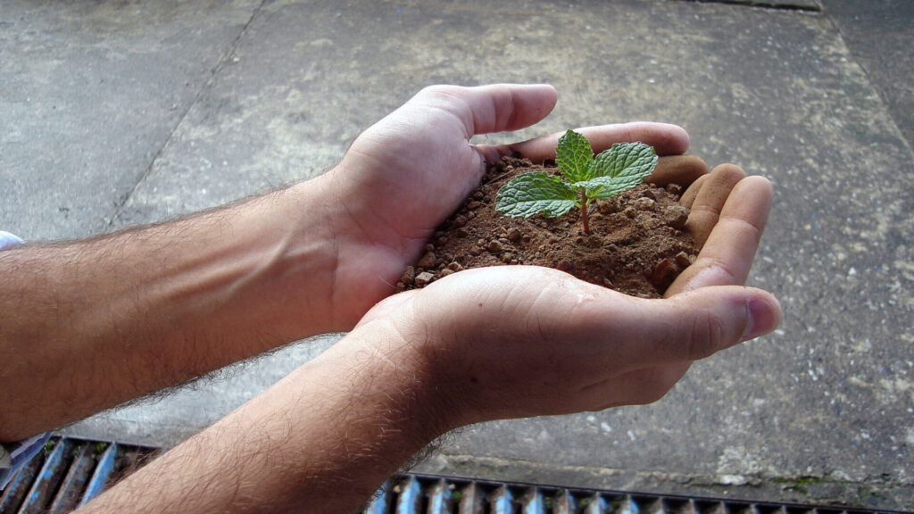 Growth Mindset - A pair of hand holding soil in the palm of his with a plant growing out of the soil.